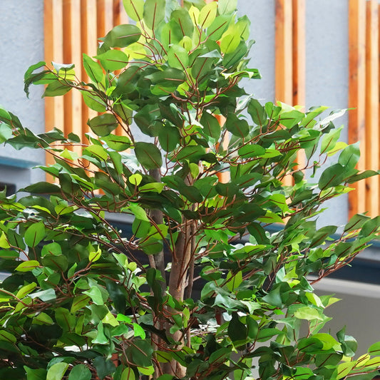 Artificial Trees/Plants Whispers of Nature - Artificial Ficus Plant ~ 7 Feet Tall