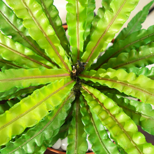 Nidus - Artificial Birds Nest Plant ~ 2 Feet Tall