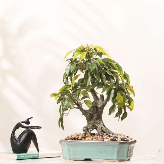 Artificial Trees/Plants Ficus Whispers of Nature - 1.2 Feet Artificial Ficus Plant (With Ceramic Pot)