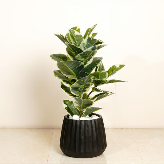 Artificial Trees/Plants Gleaming Foliage - 2.5 Feet Tall Rubber Artificial Plant