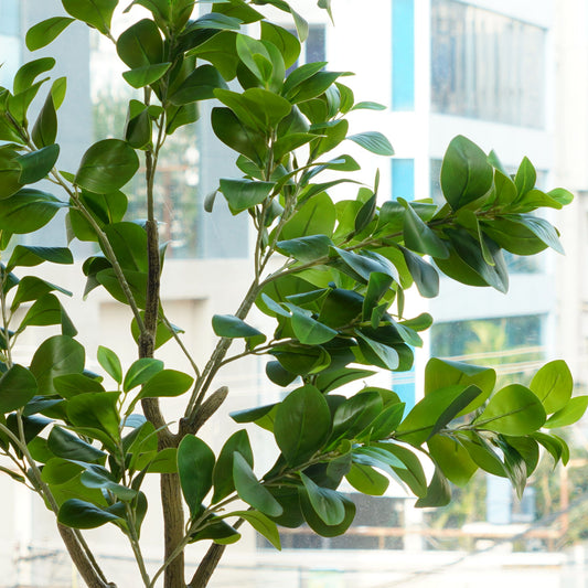 Artificial Trees/Plants Peaceful Retreat ~ 4 Feet Tall Artificial Peperomia Plant