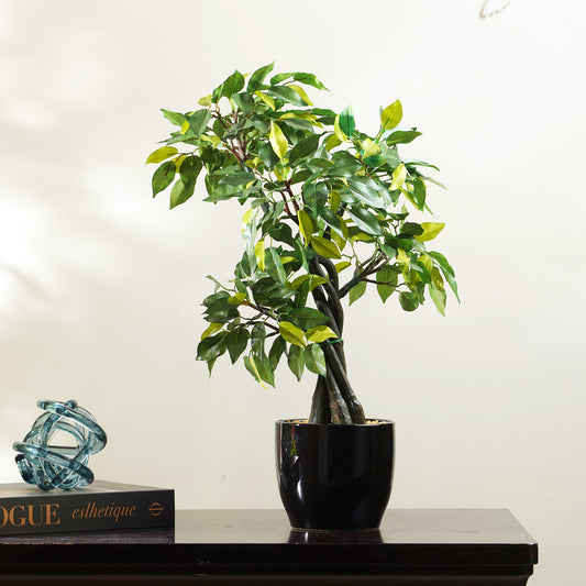 Artificial Trees/Plants Timeless Radiance - Artificial Ficus Plant ~ 2 Feet Tall
