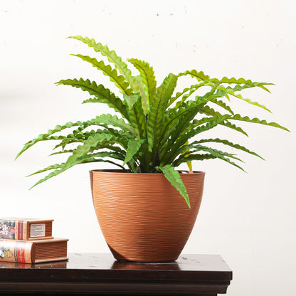 Nidus - Artificial Birds Nest Plant ~ 2 Feet Tall