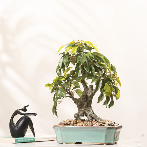 Ficus Whispers of Nature - 1.2 Feet Artificial Ficus Plant (With Ceramic Pot)