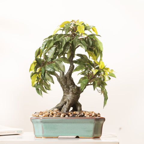 Ficus Whispers of Nature - 1.2 Feet Artificial Ficus Plant (With Ceramic Pot)