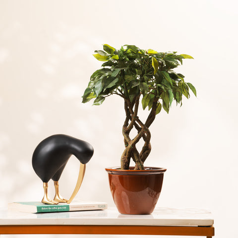Timeless Radiance: ≈ 1.5 Feet Artificial Ficus Plant (With Ceramic Pot)