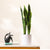 Sunny Serenity: ≈1.5 Feet Tall Artificial Snake Plant (with ceramic pot)