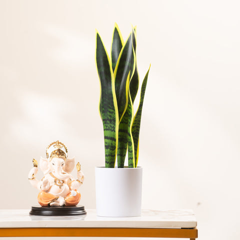 Sunny Serenity: ≈1.5 Feet Tall Artificial Snake Plant (with ceramic pot)