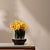 Sunshine Blooms: ≈ 1 Feet Tall Artificial Hyacinth Plant (With Ceramic Pot)