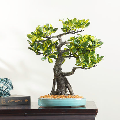 Botanic Grace- Artificial Schefflera Plant ~ 2 Feet Tall