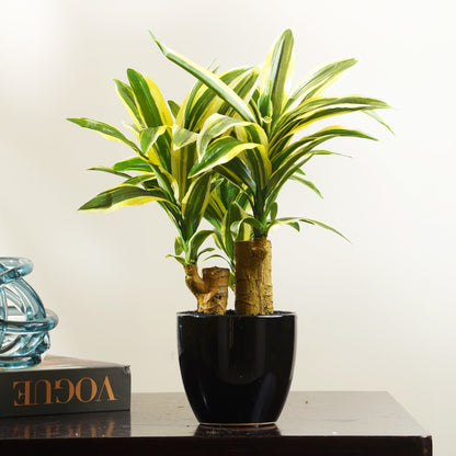 Artificial Trees/Plants Resilience Retreat - Artificial Dracaena Tree ~ 1 Feet Tall