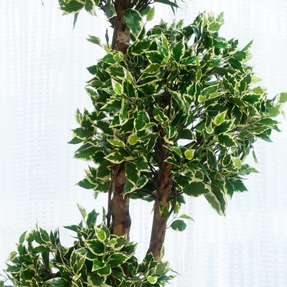 Arboris - Artificial Ficus Tree ~ 5 Feet Tall