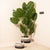 The Paradise Greens - Artificial Monstera Tree - 5 feet+ Tall (With Black Base Pot)