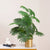 The Tropical Euphoria Artificial Chinese Fan Palm Plant/Leaves - 2.6 Feet Tall