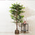 Ficus Whispers of Nature - Style 2 - 6.2 Feet Tall Artificial Ficus Plant (Without Pot)