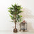 Ficus Whispers of Nature - Style 2 - 6.2 Feet Tall Artificial Ficus Plant (Without Pot)