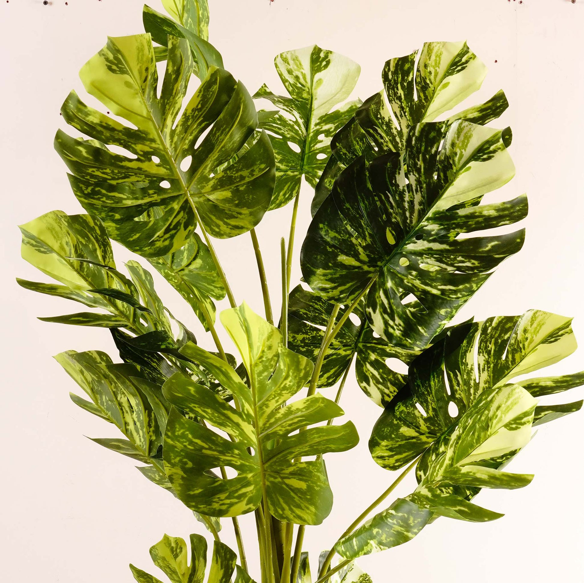 Artificial Trees/Plants Frosty Haven - Artificial Monstera Plant - 5.5 Feet Tall